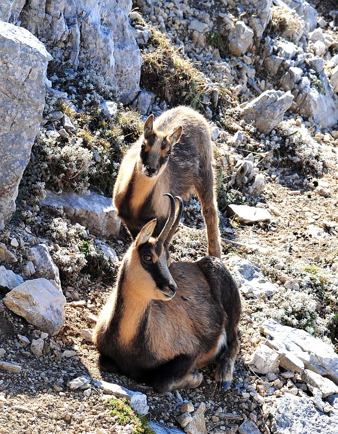 Camoscio d''Abruzzo Rupicapra pyrenaica ornata